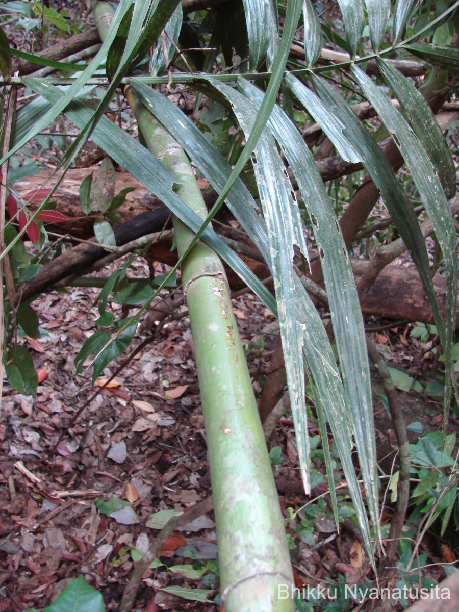 Calamus thwaitesii Becc.